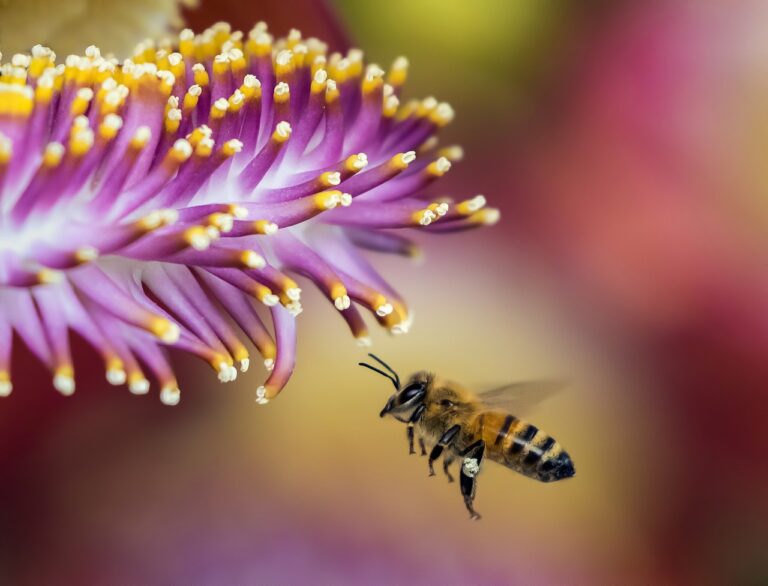 Au bonheur l'abeille